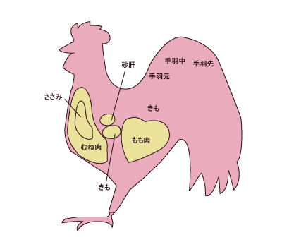 鶏肉の部位って知ってる